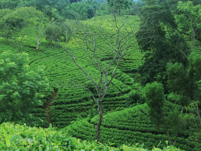 Terraced tea garden in Sreemangal