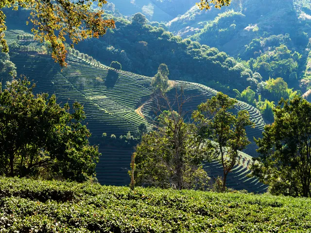 Kanchenjunga above a sea of clouds from Darjeeling